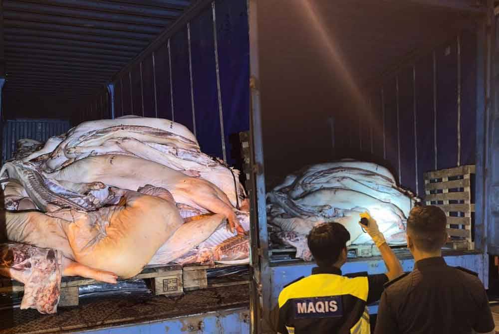 Pegawai Maqis melakukan pemeriksaan terhadap sebuah kontena mengandungi karkas babi berkenaan. - Foto Maqis Johor