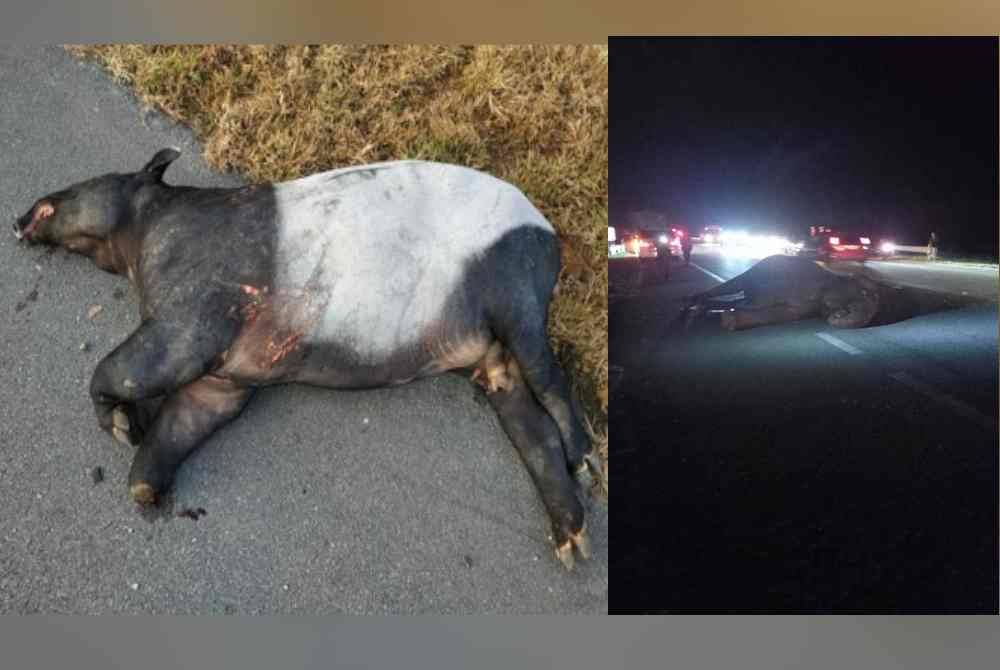 Perhilitan merekodkan 367 kes roadkill babit haiwan liar pada tahun lalu. 