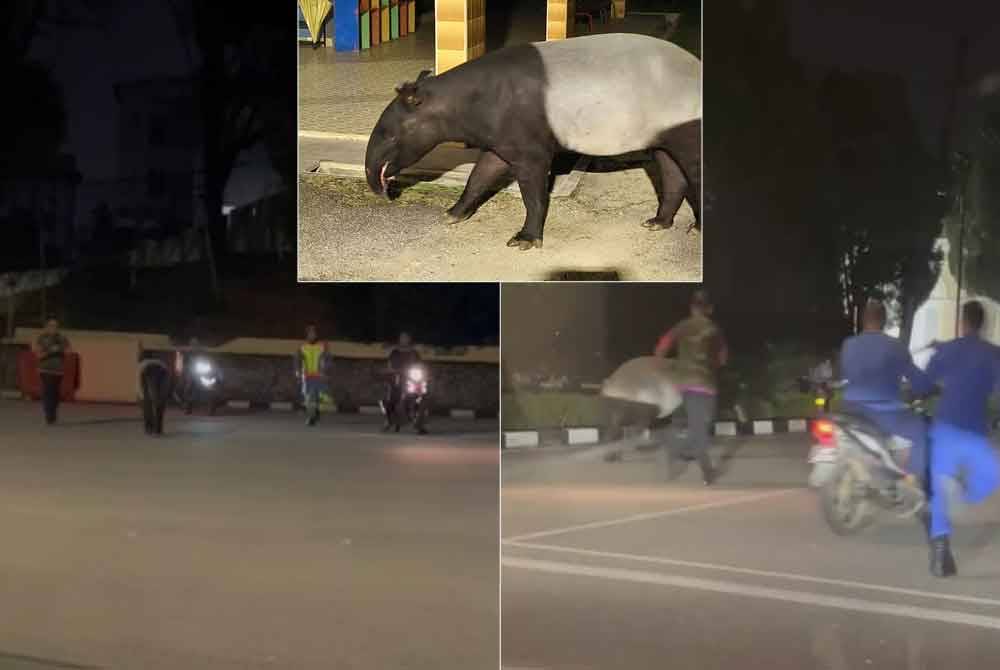 Angkatan APM dan Perhilitan mengejar seekor tapir yang terlepas dari Zoo Johor, pada awal pagi Sabtu. - Foto APM Johor