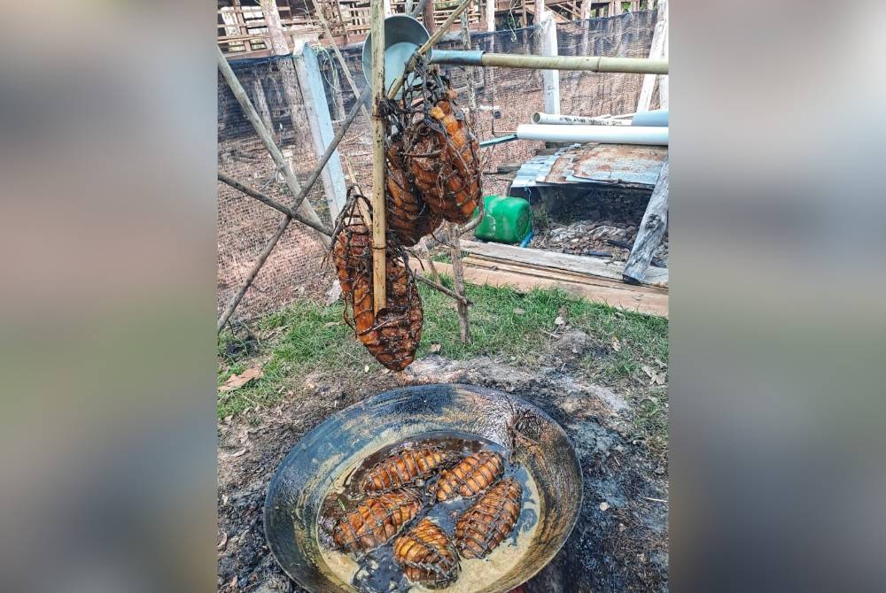 Ubi telampung yang sudah siap dimasak dalam air tebu selama lapan jam.