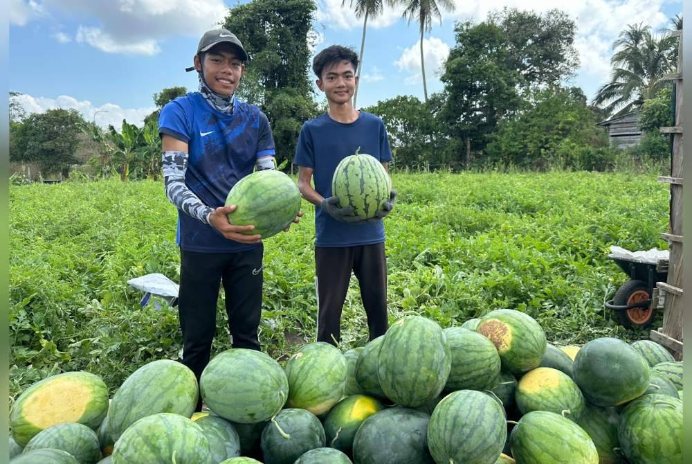 Muhamad Zulhilmi (kiri) yang dibantu Mohamad Zulfikarliff (kanan) menuai tembikai.