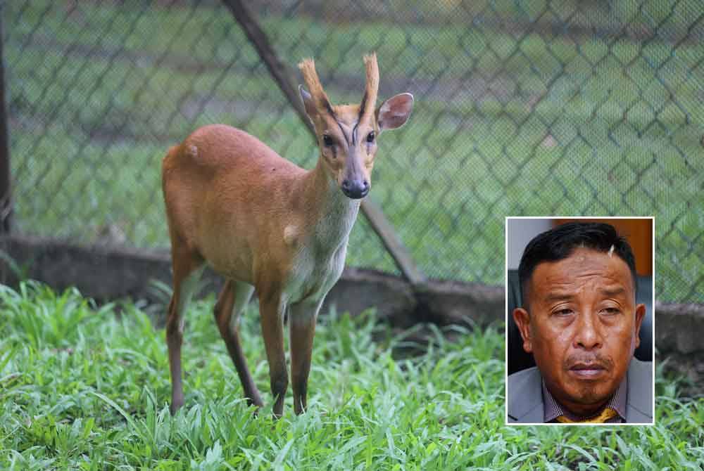 Rusa antara spesies yang menjadi buruan pemburu untuk dijadikan hidangan di musim perayaan. Gambar kecil: Abdul Kadir