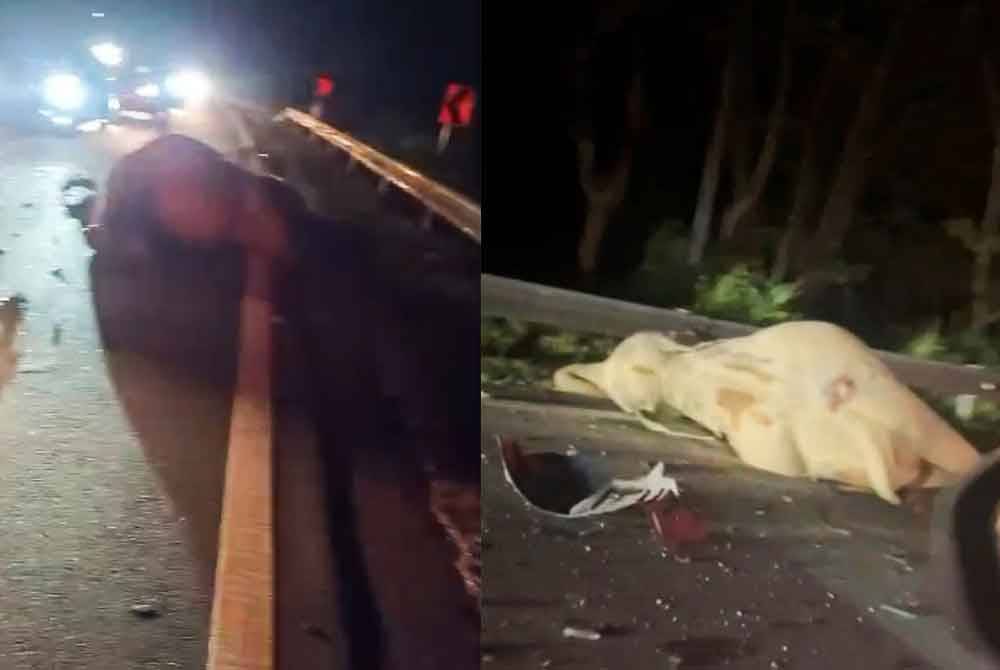 Seekor anak gajah mati dalam keadaan terbaring, menghalang satu jalan dua hala dipercayai dilanggar kereta.