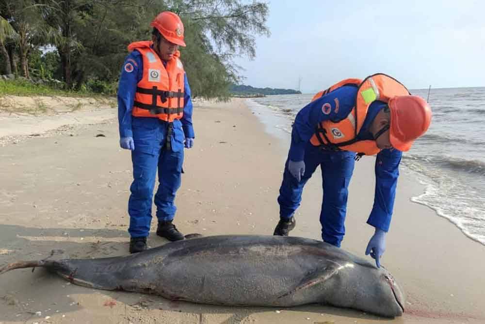 Seekor ikan lumba-lumba ditemukan mati terdampar di persisiran Pantai Ruat, Yan, pada Ahad.