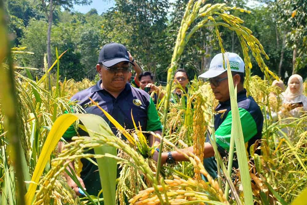 Sanusi (kiri) dan Zakaria meninjau penanaman padi huma di Kampung Radik, Sik, Kedah.