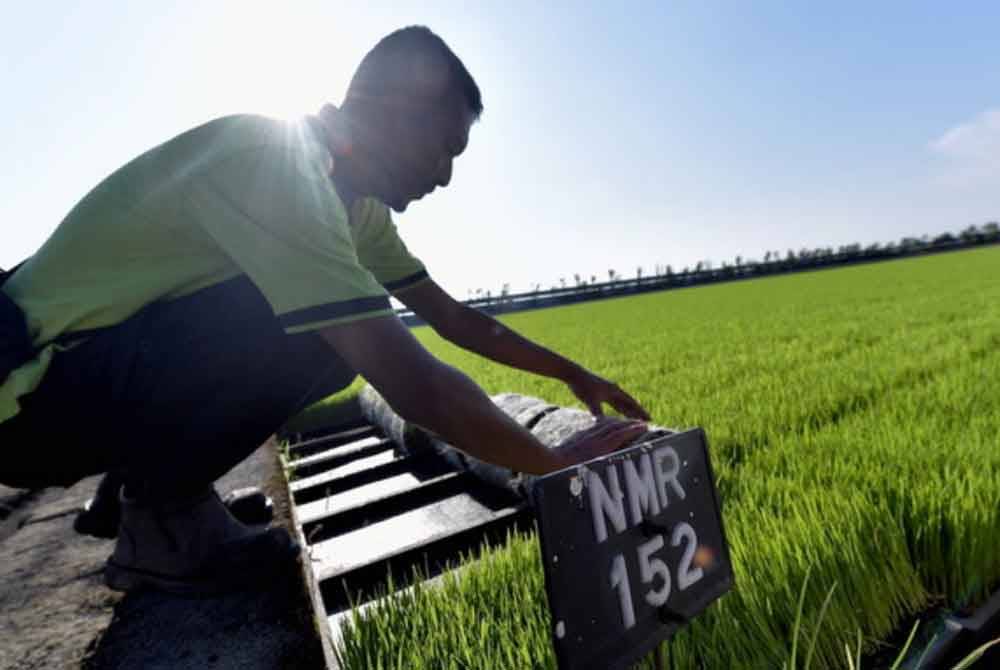 Varieti padi NMR152 mempunyai ketahanan berbanding jenis lain dan tempoh tuaian juga lebih singkat. Gambar hiasan