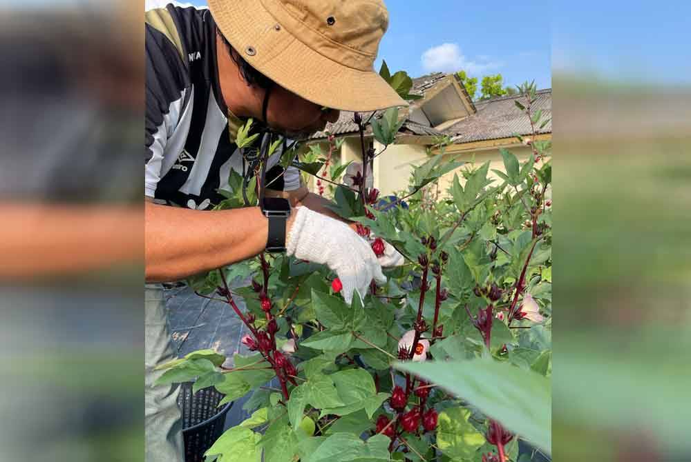 Projek tanaman rosel dikenali sebagai Roselpreneur berjaya membantu 100 Orang Kurang Upaya (OKU) (pendengaran) bagi meningkatkan pendapatan bulanan mereka.Foto UMT