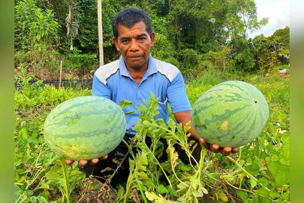 Roslan menunjukkan buah tembikai yang dihasilkan dari kebunnya.