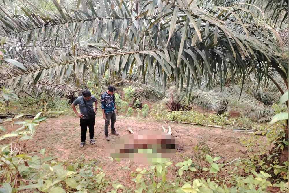 Anggota Perhilitan meninjau keadaan lembu yang mati dipercayai dibaham harimau dalam kejadian di Kampung Kemat, Hulu Terengganu. Foto Ihsan Abd Muein