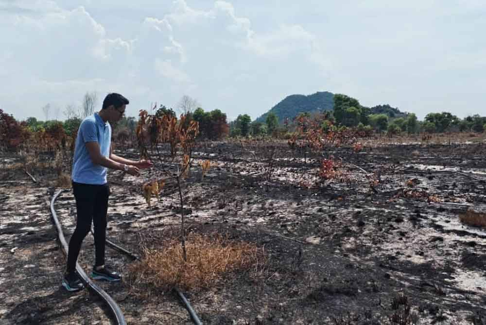 Tengku Mohammad Kamal menunjukkan pokok harum manis yang musnah dalam kejadian kebakaran minggu lalu.