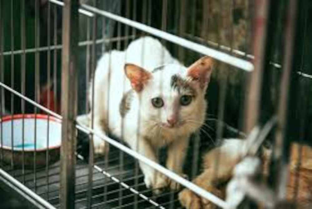 Kucing menjadi mangsa dendam seorang lelaki Korea Selatan selepas haiwan itu mencakar keretanya. - Agensi