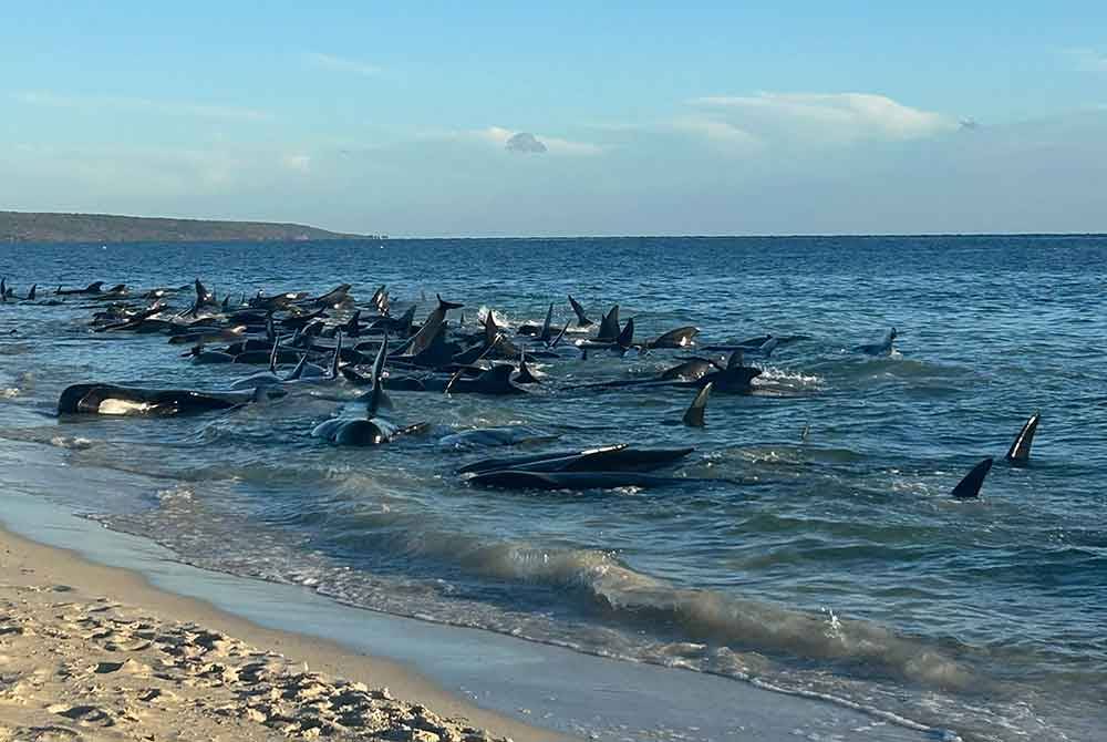 Ratusan ikan paus pilot yang terdampar di pantai Australia. Foto AFP