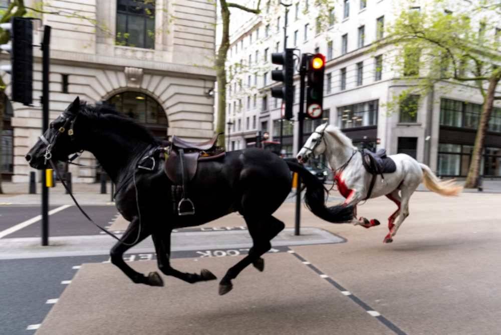 Beberapa kuda berlari berkeliaran di tengah-tengah London selepas terperanjat semasa melalui kawasan pembinaan semasa rutin latihan pada pagi Rabu. Agensi