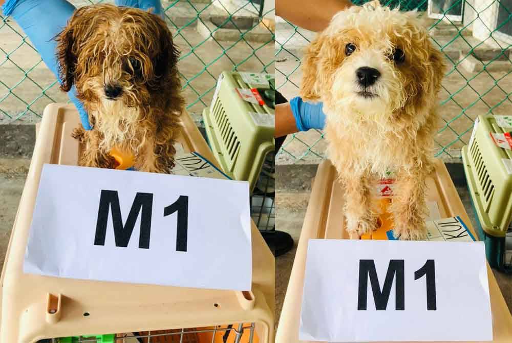 Anjing baka Poodle yang dirampas Maqis Selangor di FCZ KLIA Kargo, Selasa lalu.