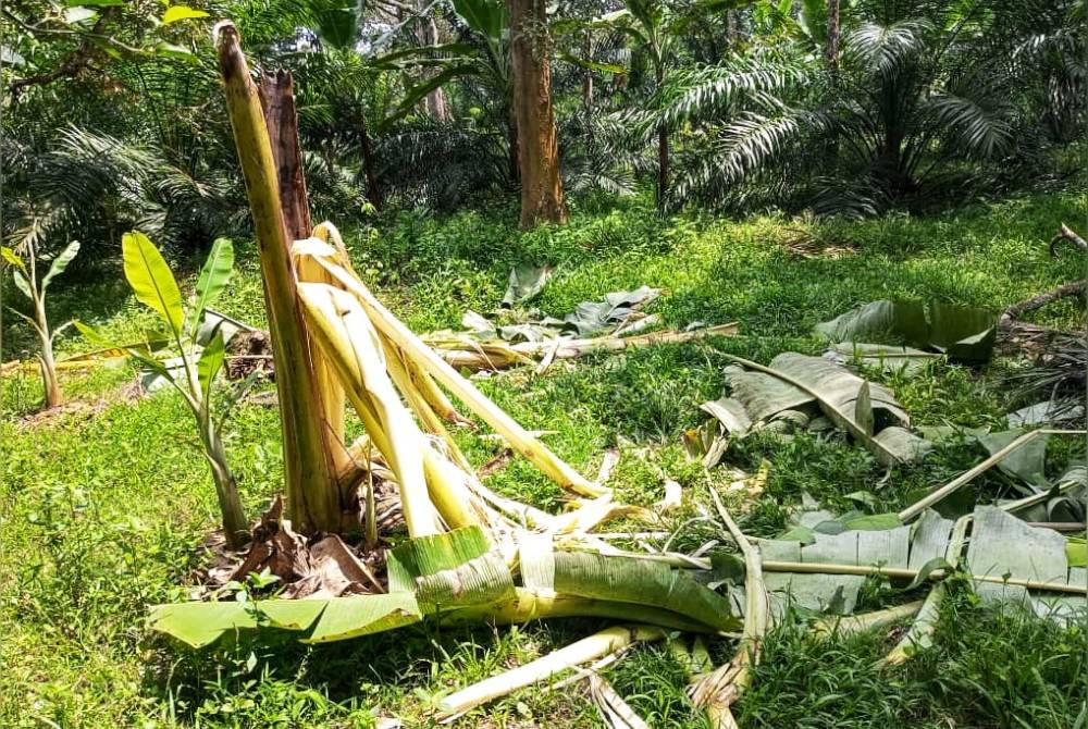 Antara kesan serangan gajah di kebun milik jiran Mohd Shawal.