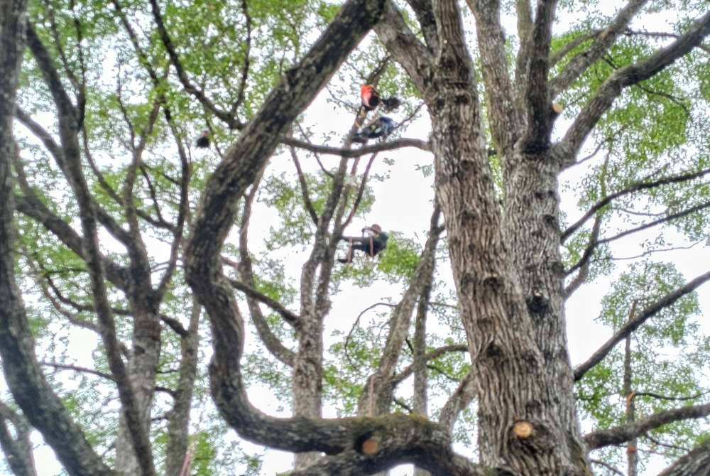 Peserta memula pertandingan dalam Kejohanan Memanjat Pokok Asia- Pasifik 2024 (APTCC) yang diadakan Kelab Golf Diraja Pahang, pada Jumaat.