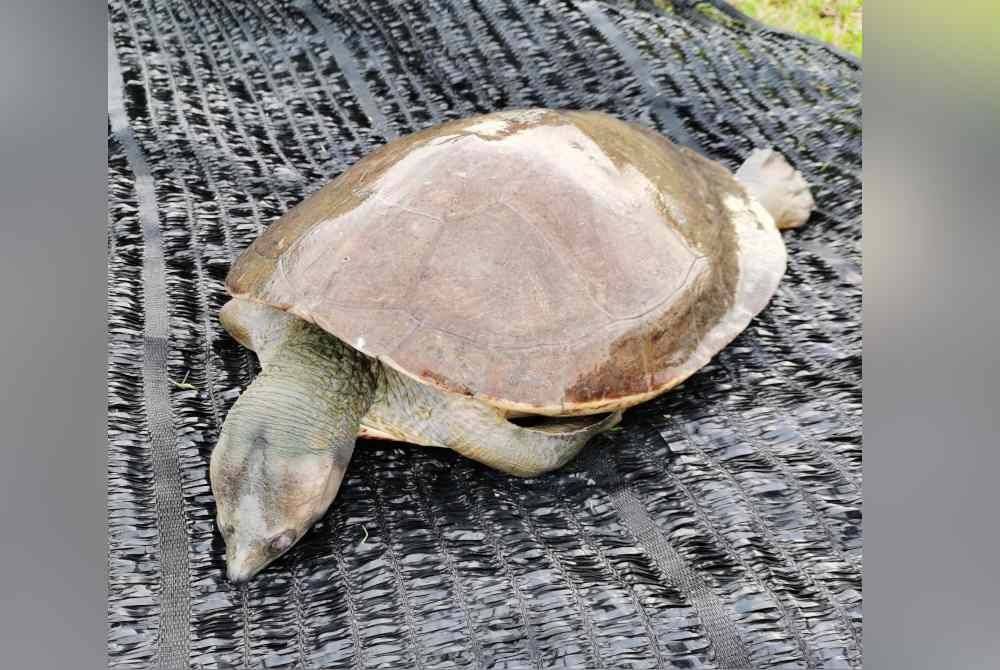 Tuntung juvenil dijumpai dalam keadaan lemah akibat tersangkut pada rawai dalam kejadian di Sungai Kemaman, minggu lalu.