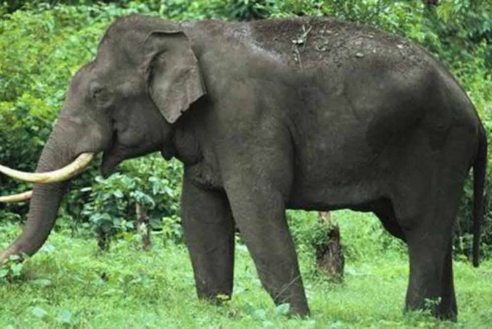 Sekurang-kurangnya empat orang termasuk pegawai perhutanan maut diserang seekor gajah liar di negeri Assam, timur laut India. Gambar hiasan