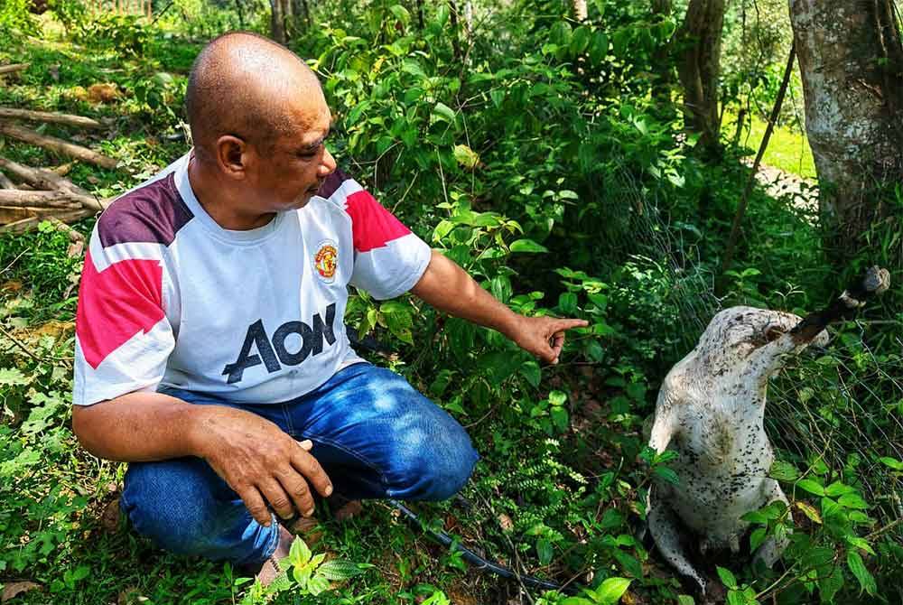 Faizal menunjukkan bangkai kambing miliknya yang dibaham harimau kumbang.