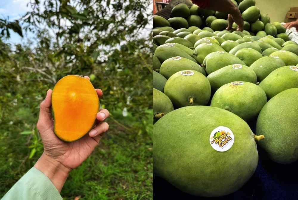 Harumanis kayangan tetap mendapat permintaan walaupun dijual pada harga RM49 sekilogram. Setiap buah harumanis keluaran syarikat Mango Charm mempunyai pelekat logo.