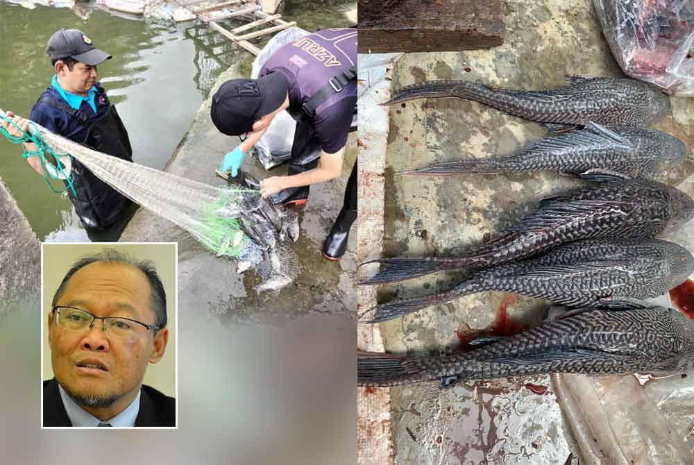 Ikan bandaraya yang berjaya ditangkap sekitar sungai Lembah Klang. Gambar kecil: Adnan