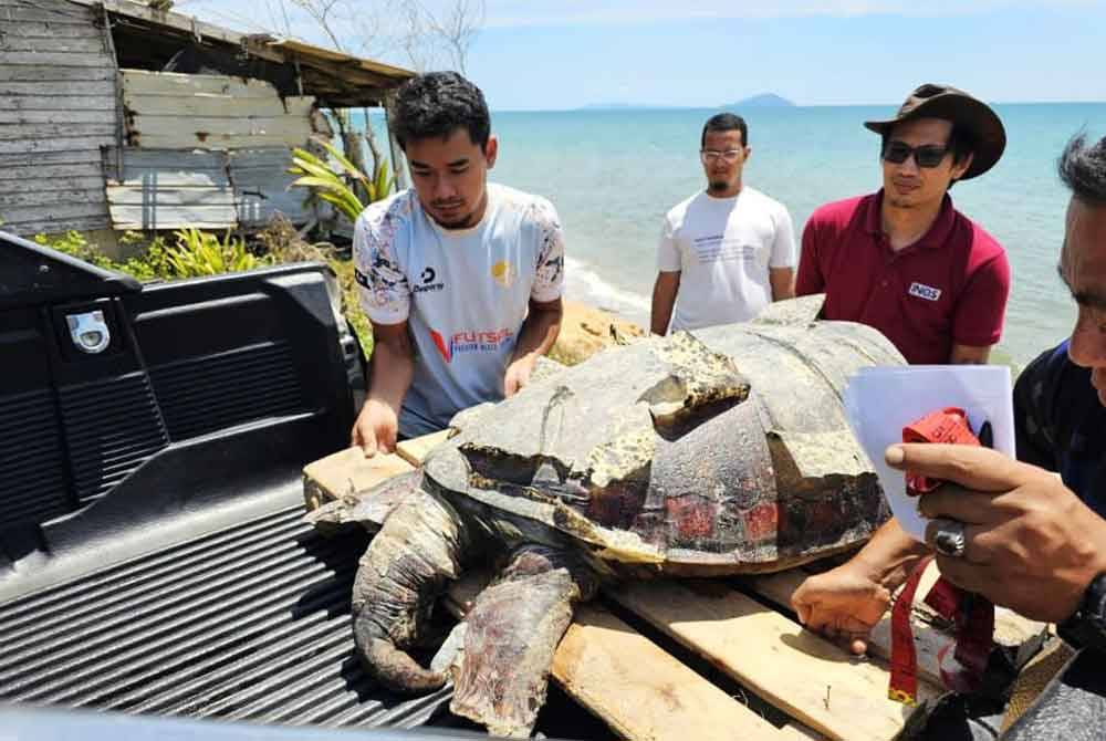 Mohd Uzair (dua dari kanan) mengangkat bangkai penyu agar jantan yang dijumpai terdampar di Pantai Maras, Kuala Nerus, pada Selasa.