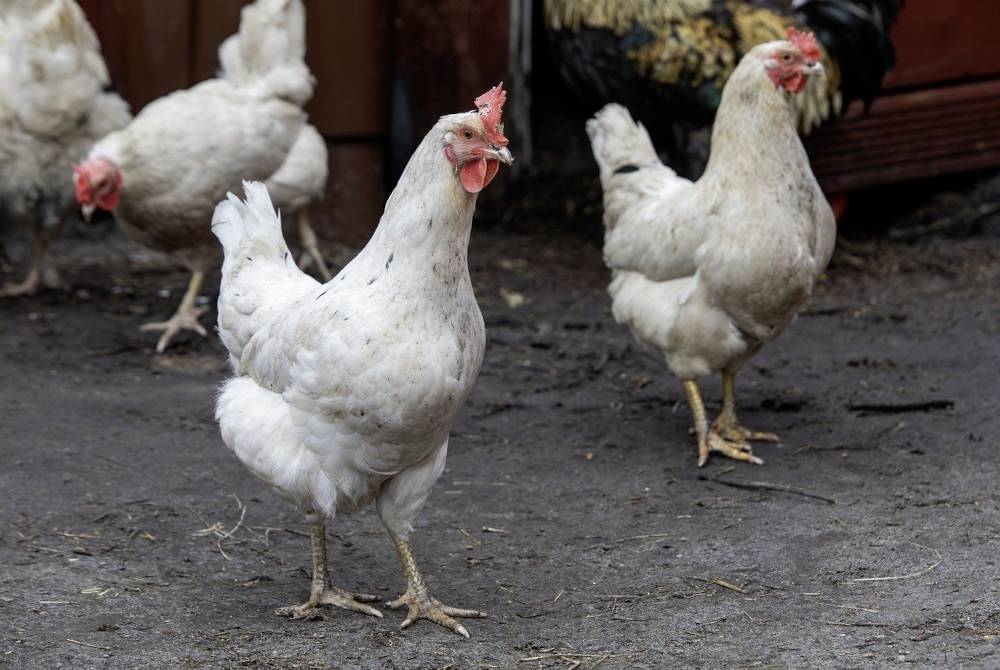 Lebih 57,000 ayam ditakai di Wilayah Chiba, Jepun berikutan penularan virus avian influenza.