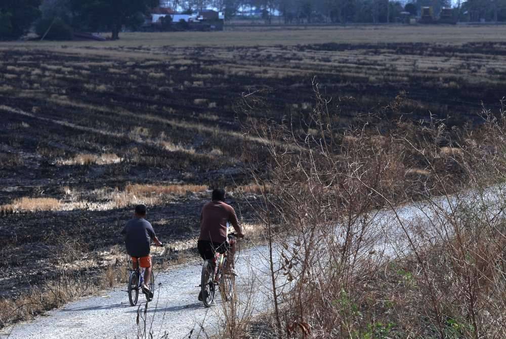 Pemandangan kawasan sawah padi yang kering kontang berikutan cuaca panas ketika tinjauan di Perlis. Foto Bernama