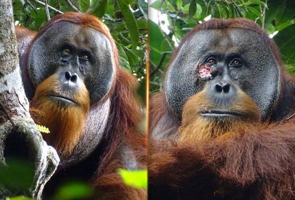 Orang utan bernama Rakus merawat luka di mukanya dengan mengunyah daun Akar Kuning dan berulang kali menyapu ke atas luka itu. Foto Reuters