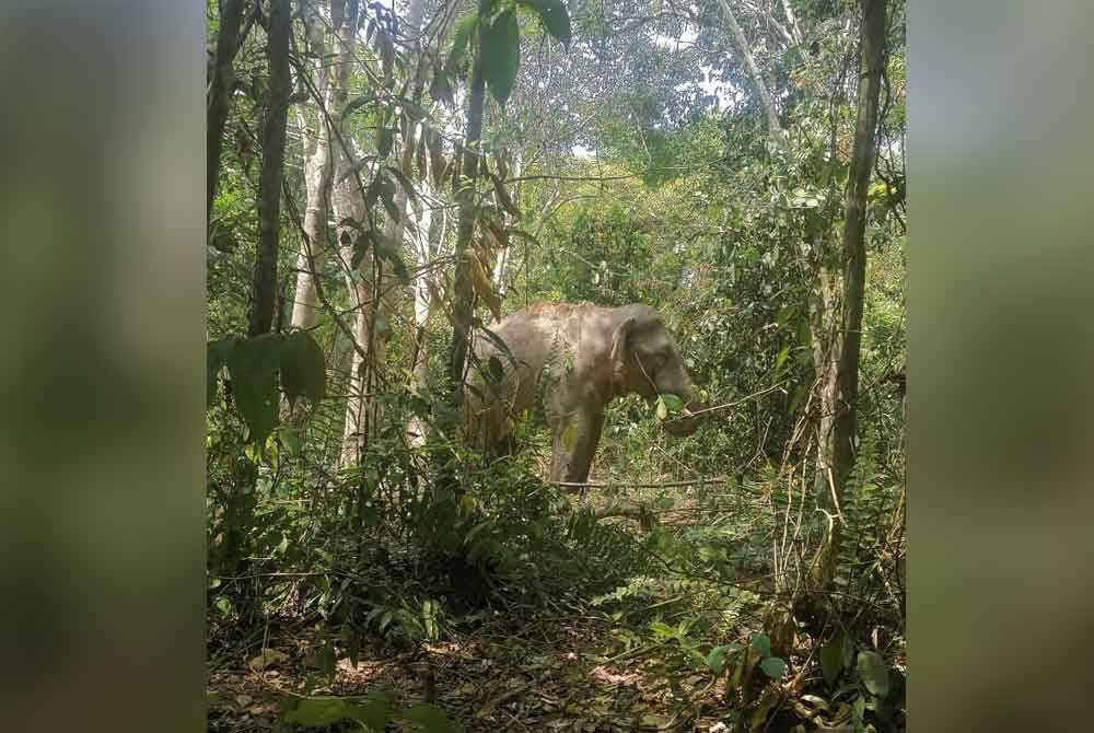 Perhilitan menangkap gajah liar jantan di kawasan Kampung Tal Tujuh, Jerangau pada Khamis.