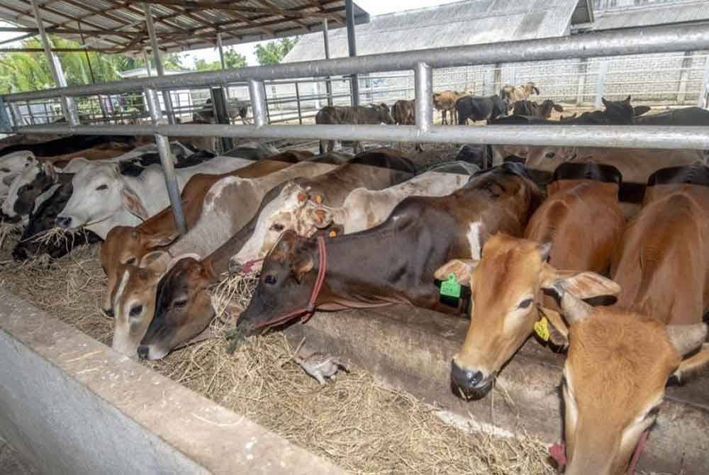 Bekalan lembu dan kambing bagi keperluan sambutan Aildiladha adalah mencukupi biarpun negara berhadapan cuaca panas susulan fenomena El Nino yang dijangka berlarutan hingga Julai ini. Gambar hiasan Bernama