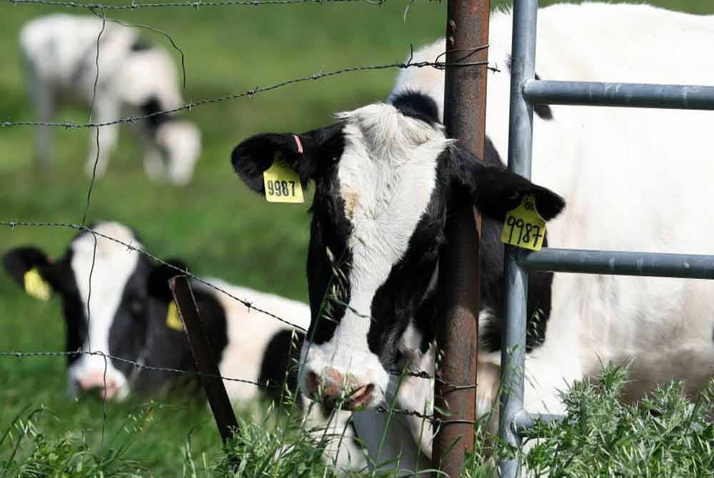 Strain virus itu turut dikesan pada susu mentah lembu dijangkiti, baru-baru ini. - Foto: Agensi