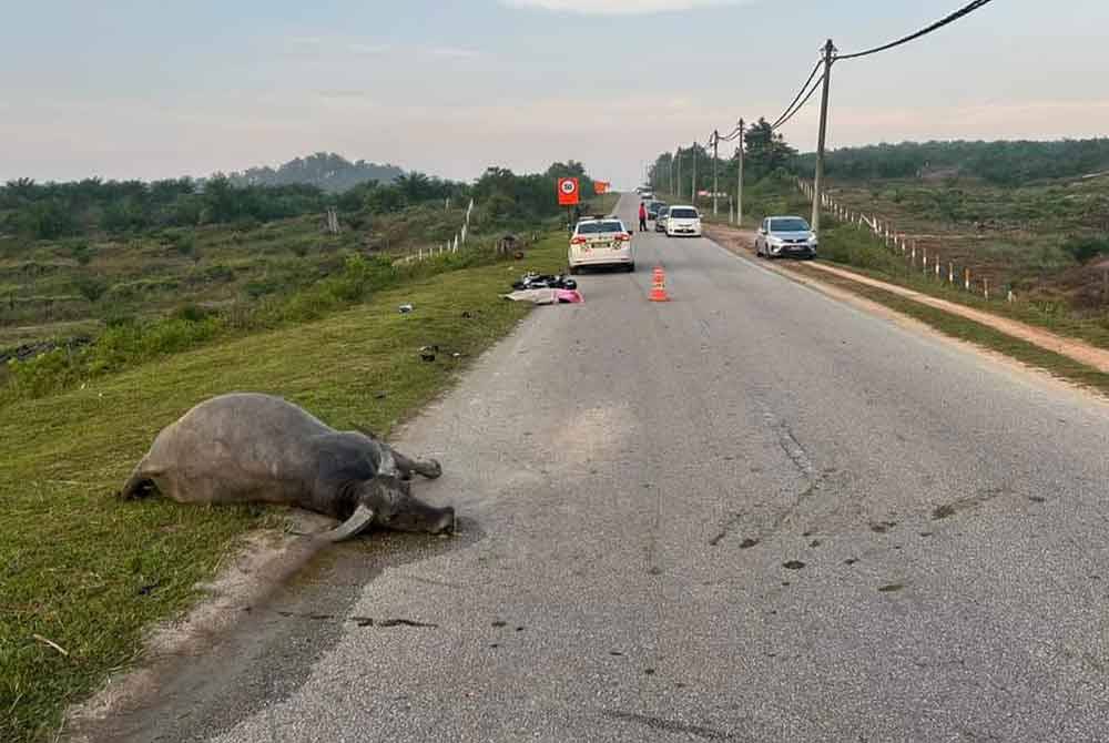 Mangsa disahkan meninggal dunia di lokasi kejadian selepas motosikal ditunggang melanggar seekor kerbau di Jalan Sungai Panching Timur pada awal pagi Selasa.