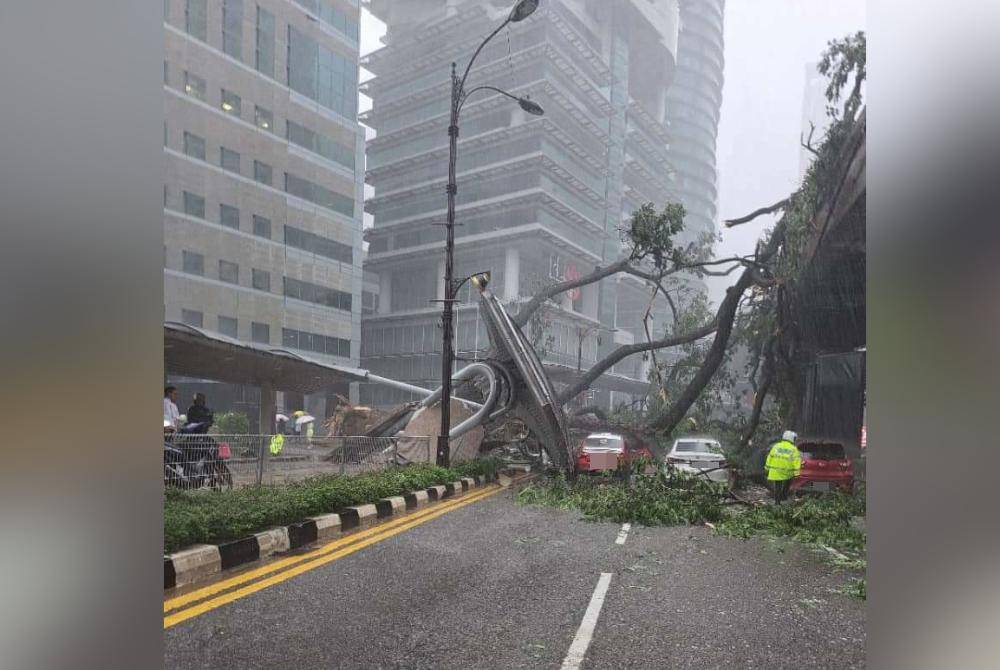 Sekurang-kurangnya lima kenderaan dihempap pokok berkenaan.