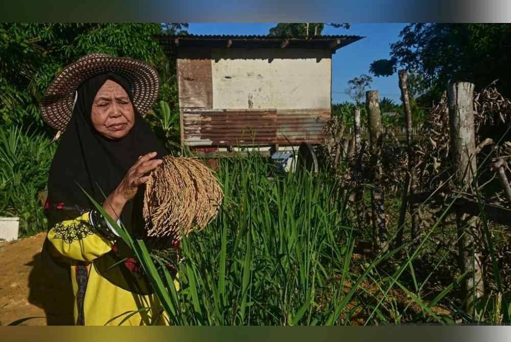 Zaimah Abdullah, 71, mula mengusahakan tanaman padi di halaman rumahnya sejak November lepas. Foto Bernama