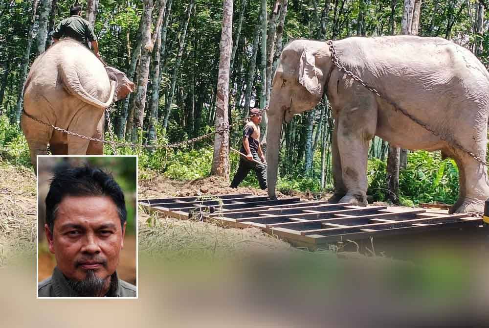 Tiga gajah jantan liar yang ditangkap dipindahkan ke Taman Negara di Terengganu dengan bantuan dua gajah denak, Abot dan Rambai. Foto Perhilitan Perak (Gambar kecil: Yusoff)