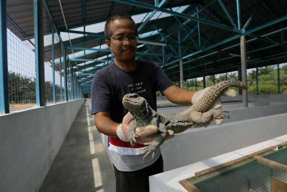 Azhar menunjukkan dhab dewasa yang diternak di Kawasan Perindustrian, Kamunting ketika ditemui Bernama di ladangnya di sini. Foto Bernama