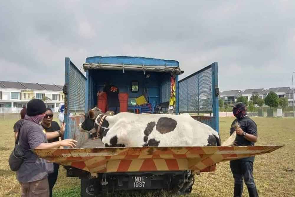 Semua PBT di Negeri Sembilan diarahkan melaksanakan tangkapan lembu secara lebih agresif bagi mengelakkan kemalangan jalan disebabkan binatang ternakan berkenaan.