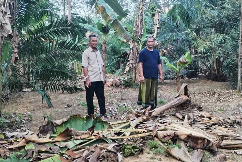 Zu Zazuwan (kanan) bersama Zakaria menunjukkan keadaan pokok pisang yang dirosakkan oleh gajah liar di Kampung Pak Sik, Hulu Besut.