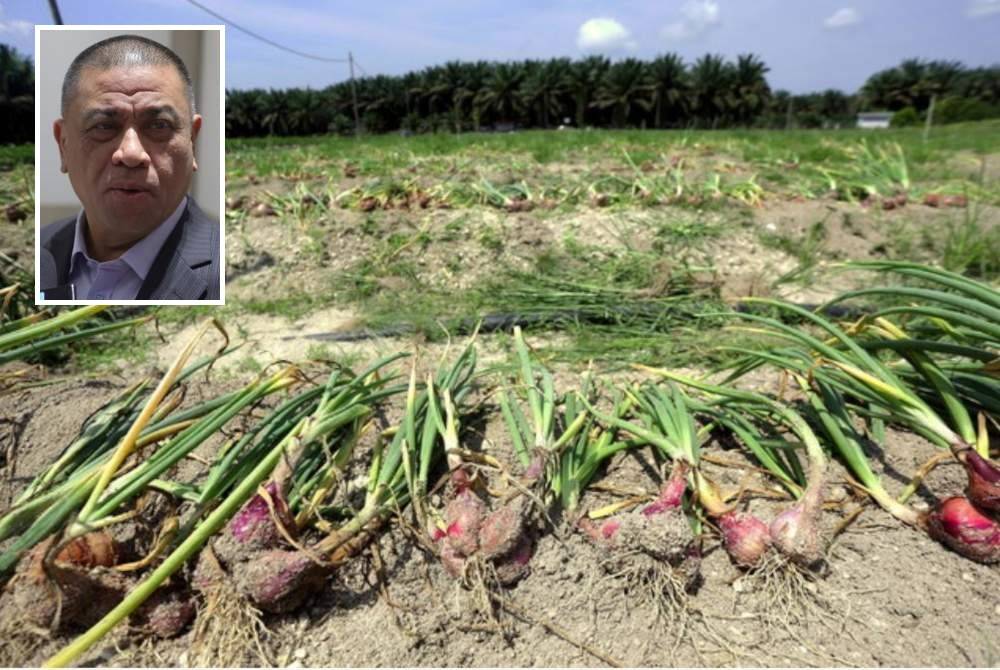 Perak menjadi negeri pertama berjaya menuai hasil bawang tempatan jenis BW1 yang dihasilkan MARDI melalui Program Pembangunan Tanaman Bawang di Kampung Ladang Bikam, Sungkai. (Gambar kecil: Saarani)