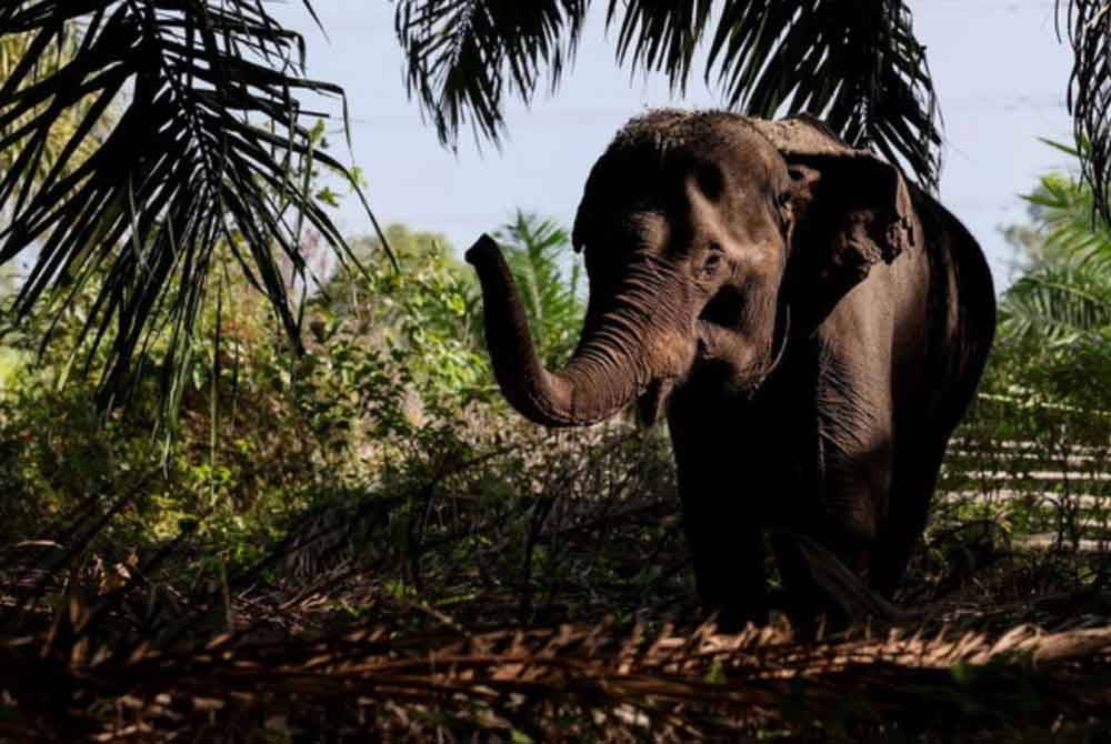 Seorang wanita cedera selepas dipercayai diserang seekor gajah liar di sebuah ladang di Aring 8, Gua Musang, Jumaat lepas. Gambar hiasan