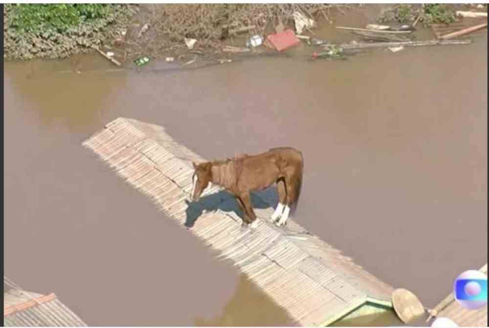 Kuda yang terperangkap di atas bumbung akibat banjir di Brazil berjaya diselamatkan pasukan bomba. Foto REUTERS