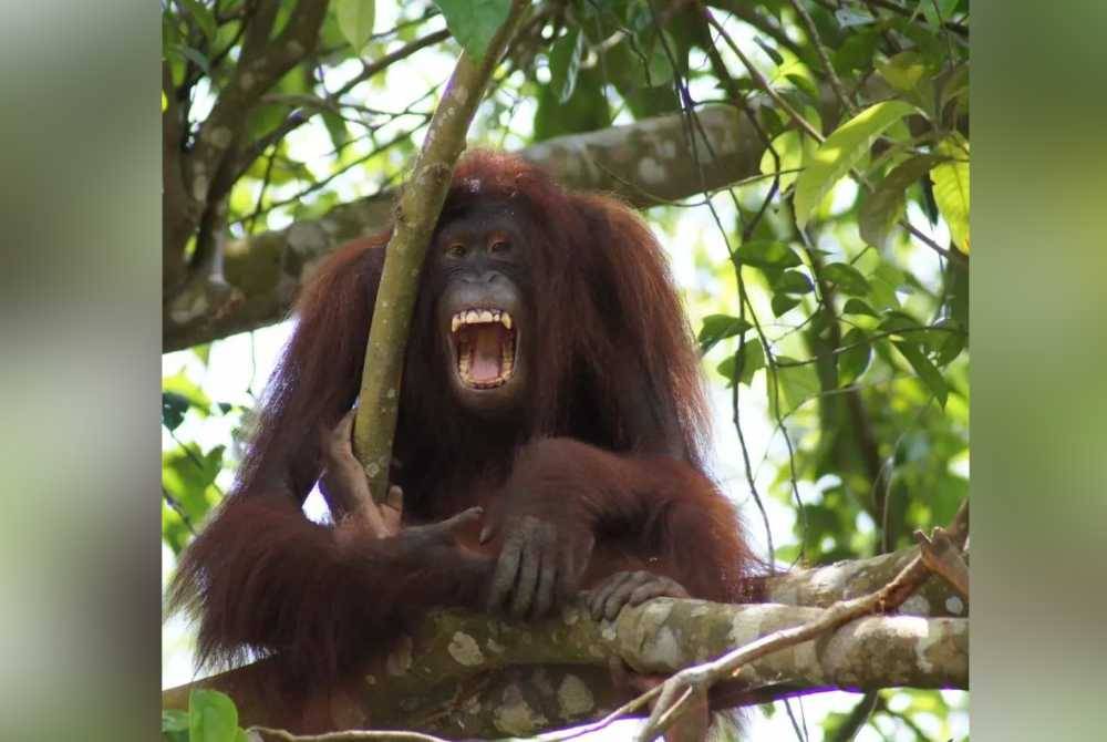 Diplomasi orang utan perlu diteliti terlebih dahulu sebelum hasrat tersebut diteruskan. Foto ihsan Facebook Pulau Orang Utan Bukit Merah