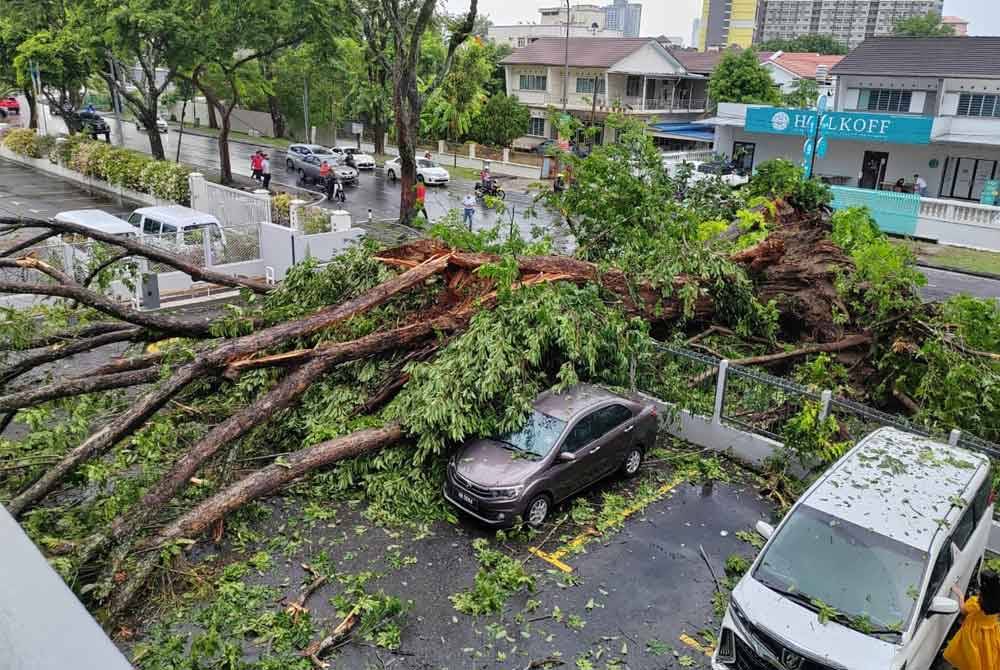 Pokok tumbang menghempap beberapa kenderaan di Jalan Macalister pada pagi Sabtu.