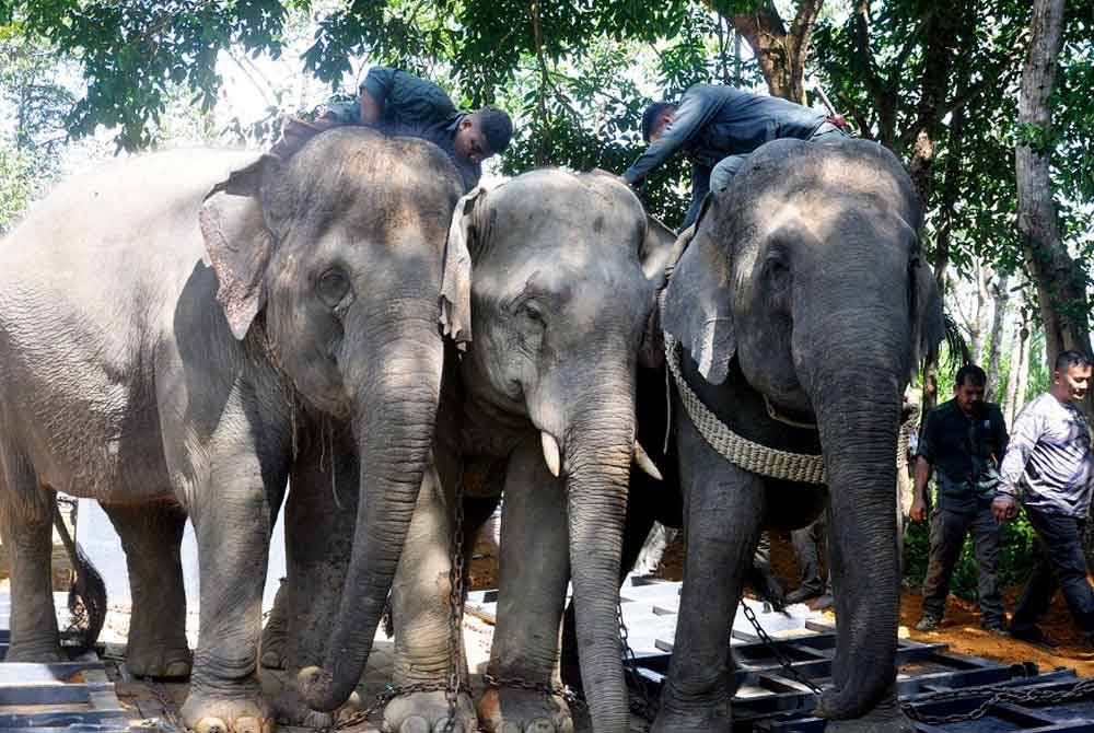 Dua ekor gajah denak, Indah (kanan) dan Suria (kiri) sedang membantu menaikkan gajah liar ke atas lori dalam operasi memindahkan gajah liar di Kampung Pak Sik, Keruak, Hulu Besut pagi ini. - Foto: Bernama