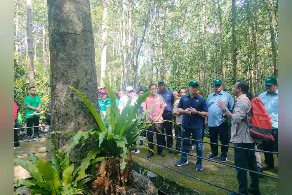 Tian Soon (dua dari kanan) mendengar penerangan mengenai pokok bakau daripada spesies hibrid &#039;rhizophora x lamarkii&#039; berusia hampir 100 tahun di Pulau Kukup, pada Sabtu.