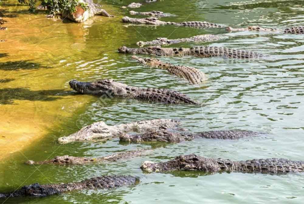 Sepasang suami isteri ditahan selepas didakwa membunuh anak lelaki mereka berusia 6 tahun dengan membuang mangsa ke dalam terusan yang dipenuhi buaya. - Gambar hiasan