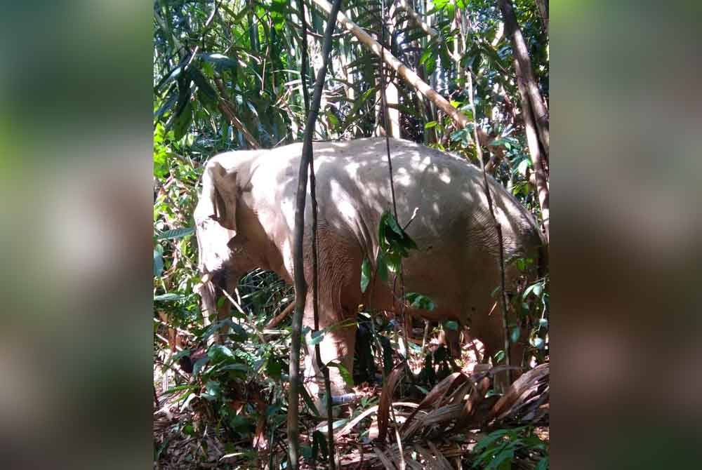 Perhilitan Kelantan menangkap seekor gajah jantan liar yang menggangu kehidupan penduduk di Kampung Kemubu, Dabong di Kuala Krai pada Isnin.