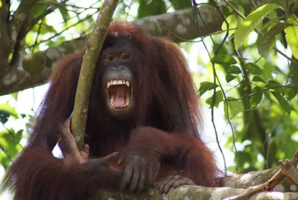 Merak Jalanan berpendapat orang utan tak patut jadi barang dagangan. Foto ihsan Facebook Pulau Orang Utan Bukit Merah