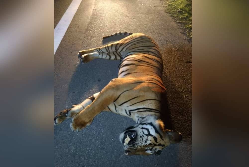 Harimau belang jantan dipercayai mati akibat dirempuh kenderaan di Kilometer 50.8 Lebuhraya Pantai Timur pada pagi Khamis. Foto Perhilitan Pahang